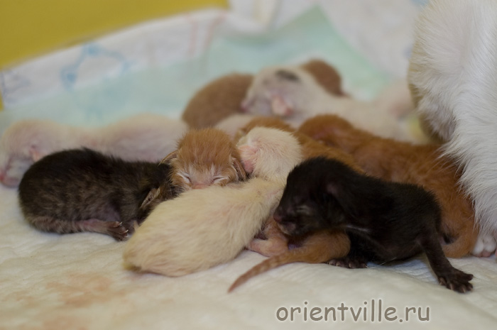 Ориентальные котята