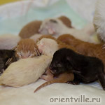 Ориентальные котята