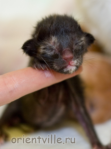 Orientville's Guenhwyvar