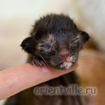 Черепаховая кошка