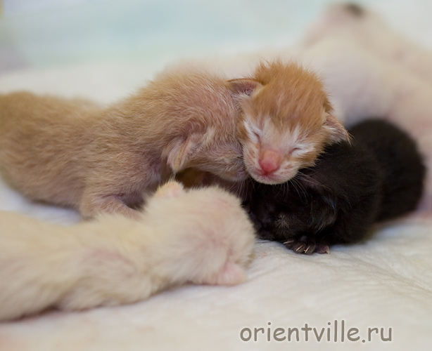 Ориентальные котята