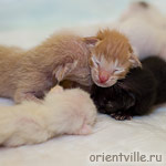 Ориентальные котята