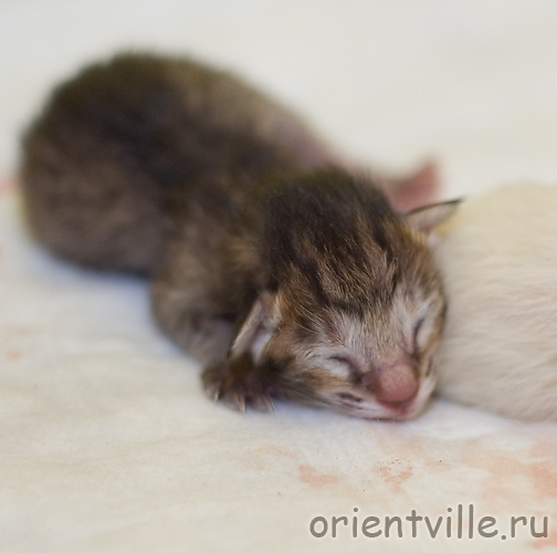 Orientville's Gabrielle