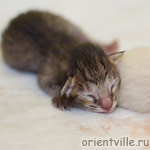 Черепаховая пятнистая кошка