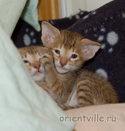 Orientville's Fiona Princess