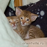 Orientville's Fiona Princess