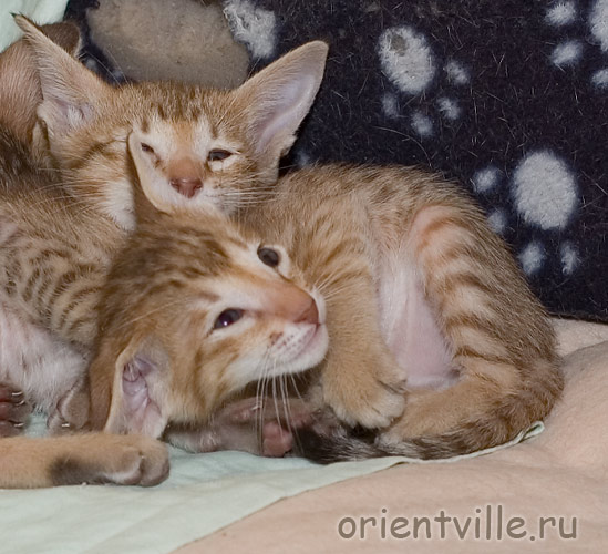 Orientville's Fiona Princess