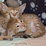 Orientville's Fiona Princess