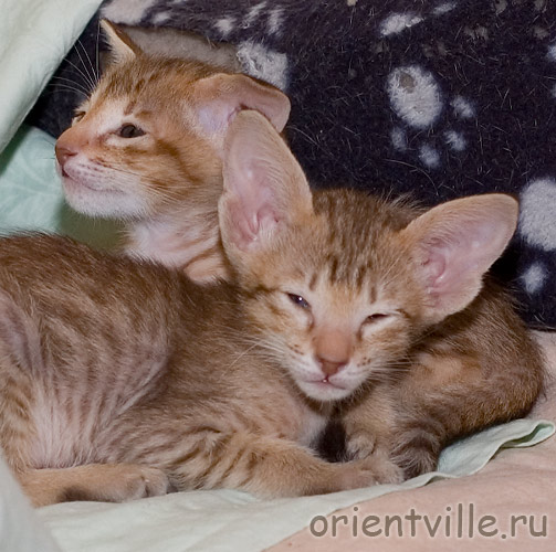 Orientville's Fleur de Lys