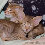 Orientville's Fleur de Lys