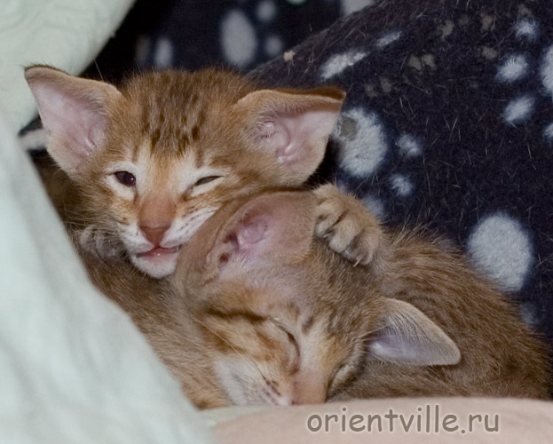 Orientville's Fiona Princess