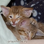 Orientville's Fiona Princess