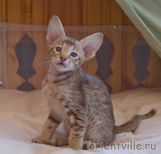 Orientville's Figaro