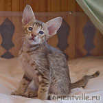 Orientville's Figaro