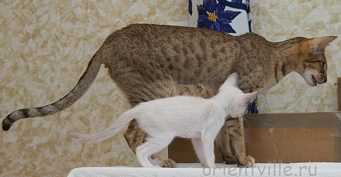 Ориентвиль. Мама с ребенком