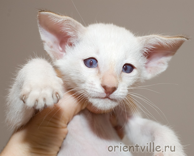 Orientville's Frodo Baggins