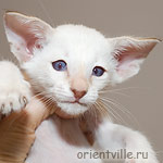Сиамский котенок 1 месяц