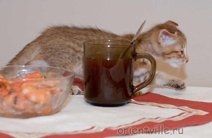 Orientville's Fiona Princess