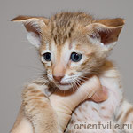 Ориентальный котенок