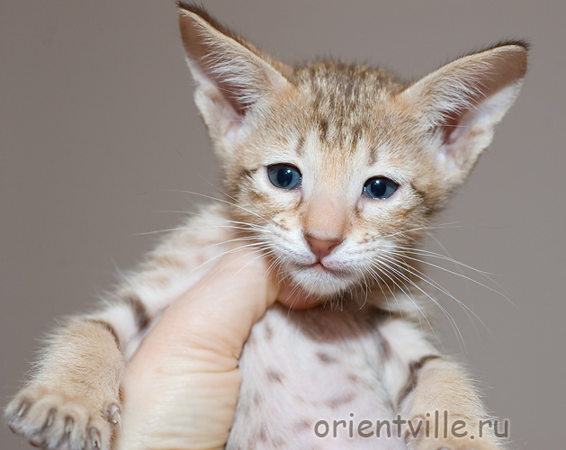 Orientville's Fleur de Lys