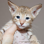 Ориентальный котенок