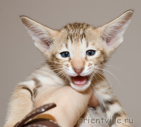 Orientville's Figaro