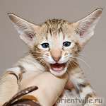 Ориентальный котенок