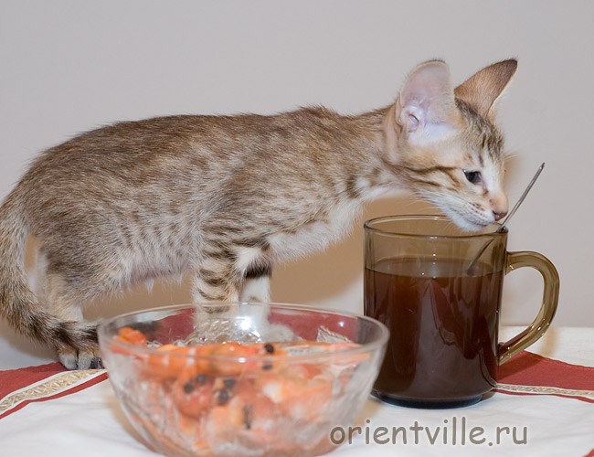 Фигаро. Что тут? какава!