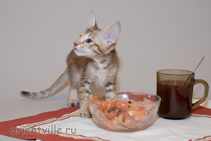 Orientville's Figaro