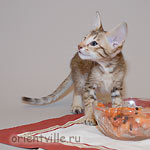 Orientville's Figaro