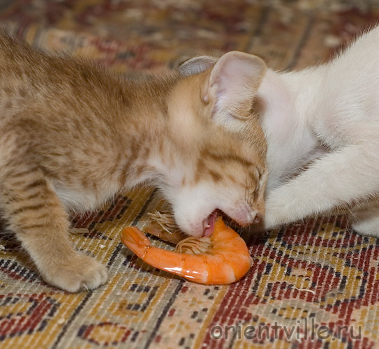 Ориентальный котенок. Фиона и трофеи