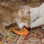 Ориентальный котенок. Фиона и трофеи