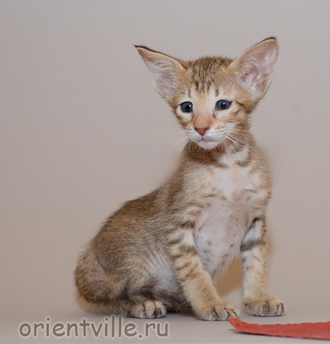 Orientville's Fleur de Lys