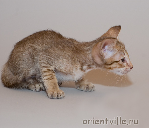 Orientville's Fleur de Lys