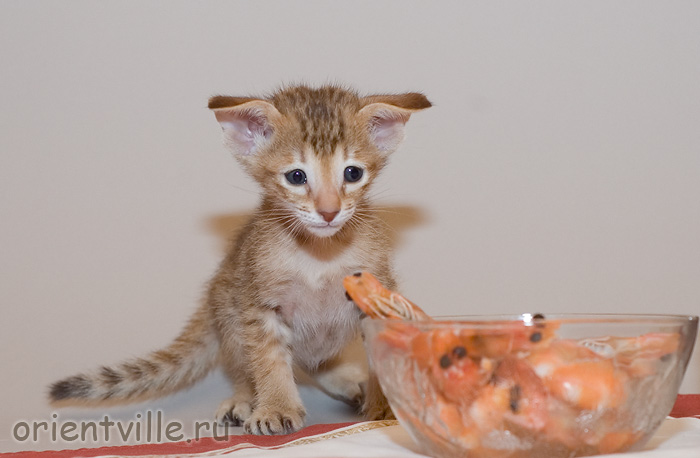 Orientville's Fiona Princess