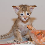 Orientville's Fiona Princess