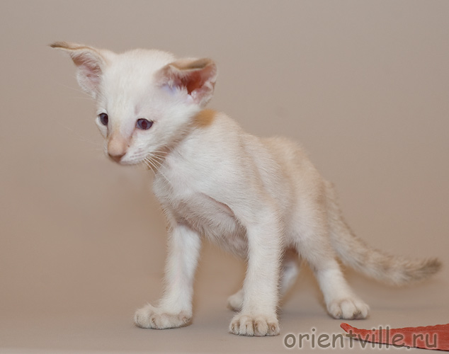 Orientville's Frodo Baggins