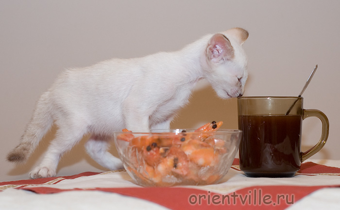 Orientville's Frodo Baggins