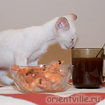 Orientville's Frodo Baggins