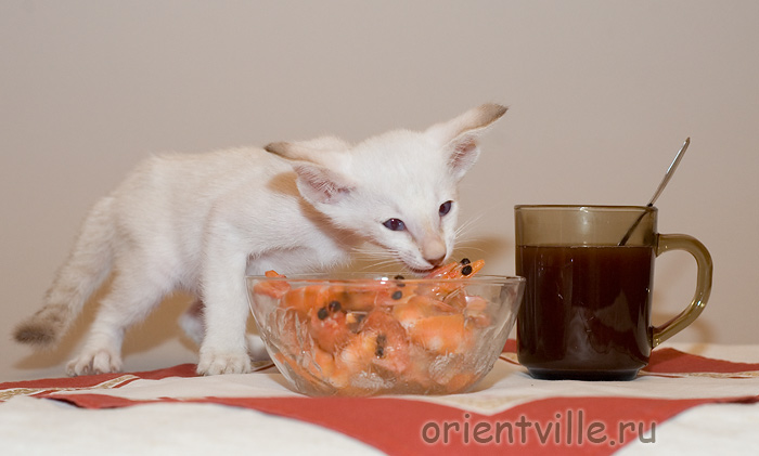 Orientville's Frodo Baggins