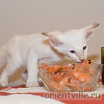 Orientville's Frodo Baggins