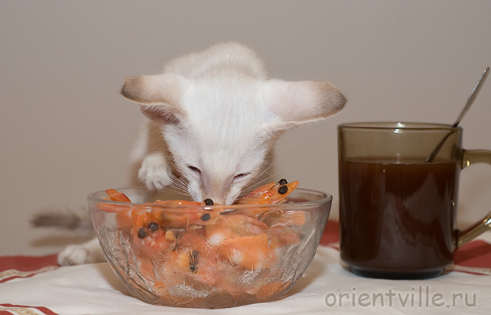 Фродо: Нам мама ДАВАИТ какаву и креведки!