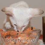 Orientville's Frodo Baggins