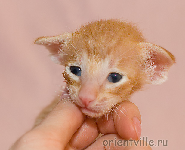 Orientville's Gwizdo