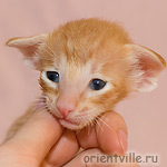Ориентальный котенок
