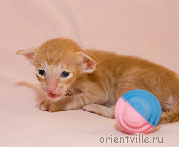 Красный пятнистый котик G1