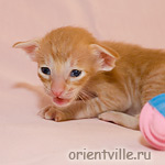 Красный пятнистый котик G1