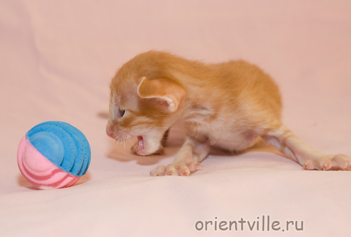 Красный пятнистый котик G1