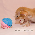 Красный пятнистый котик G1