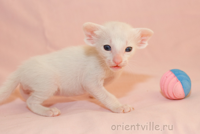 Orientville's Gandalf